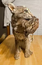 BOBCAT & QUAIL TAXIDERMY Hunters Hound Old Wildlife Mount Hunting Cabin Lodge