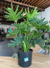 3ft LIVE PLANT Philodendron Selloum Hope - Horsehead - Lacy Tree -Bipinnatifidum