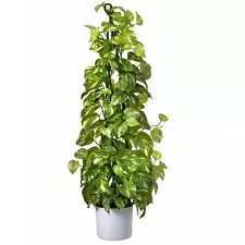 Regency International Potted Pu Natural Touch Climbing Pothos 3'