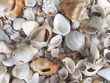 crushed sea shells for sale