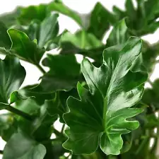 philodendron hope for sale