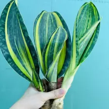 3PCS Sale Rare Succulent Live Plant Sansevieria masoniana Variegated WYSIWYG