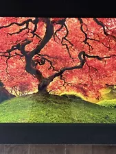 Peter Lik “Tree Of Life” Edition 37/950 MINT CONDITION