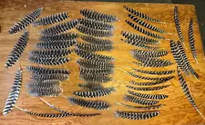 48 Wild Eastern Turkey Primary Secondary Feathers 8 3/4" to 18"