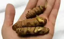 20+ Seeds Turmeric Root Seeds Curcuma Longa Rhizomes Root Herb & Organic NO GMO