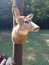 Mule Deer Doe Shoulder Mount