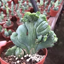 Succulent Living Plant Penis cactus Cristata Random Self Rooted Boutique Sale