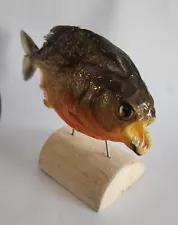 Real Taxidermy Red Bellied PREDATOR Piranha Peru Amazon Pygocentrus nattereri