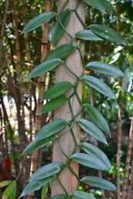 Vanilla Beans Fresh Planifolia Orchids 03 Live Cuttings with Roots New