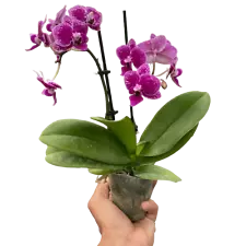 Orchid 'Purple Spotted Phalaenopsis'-5" Pot / Single Spike