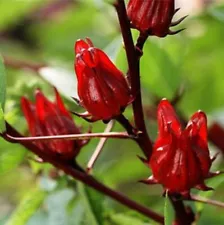 100 Roselle Seeds Sour Leaf Red Hibiscus Fruit Flower Seed