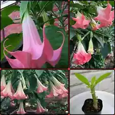 Well Rooted Cuttings Brugmansia Pink Angel Trumpet scented tropical live plant