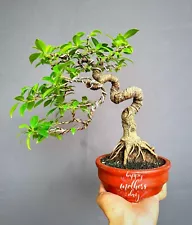 Bonsai Ficus Microcharpa - Real Pictures - Old Tree - Bunjin Style - Available.