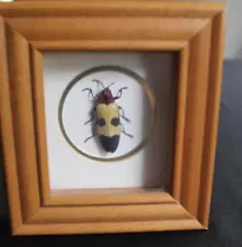 Mounted Flower Beetle