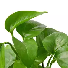 jessenia pothos for sale