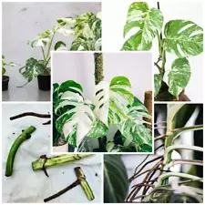 Real Variegated Monstera Albo Rooted Nodes Borsigiana RARE LIVE Plant Fresh