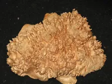 Maple Burl Natural Cap Craft Art Piece 10" Turning Blank lace