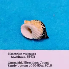 nassarius snail for sale