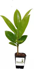 Magnolia Grandiflora, Southern Magnolia White Flower, Starter Plant, Lot of 3