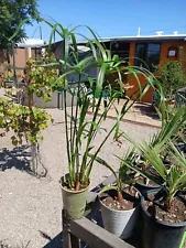 Cyperus Umbrella Papyrus Grass Palm Pond Plant. Tall, Healthy, Beautiful.