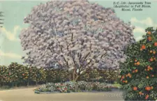 1951 Miami,FL Jacaranda Tree (Acutifolia) in Full Bloom Miami-Dade County