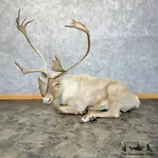 #28854 P | Barren-Ground Caribou Life-Size Taxidermy Mount For Sale