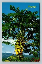 Hawaiian Papaya Tropical Fruit Hawaii Color Card HI Vintage Postcard