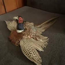 pheasant taxidermy mounts for sale