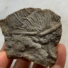 Fossils of crinoids from the prehistoric Jurassic biota of China