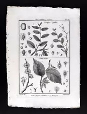 1793 Lamarck Botanical Print - Ziziphus Jujube Chinese Date - Ulmus Elm Tree