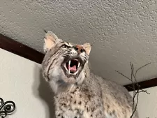 bobcat taxidermy mounts for sale