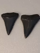 Pair Of Great White Shark Teeth From Th Carolina Coast