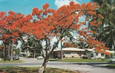 Florida's Royal Poinciana Flowering Tree 1950's