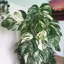 4pcs Real Variegated Monstera Albo Rooted Nodes Borsigiana RARE LIVE Plant Fresh