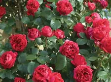 Red Eden climbing rose - 5 cuttings