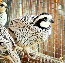 12 FERTILE HATCHING SNOWFLAKE WHITE QUAIL EGGS SPEEDY PRIORITY MAIL SHIP QUICKLY