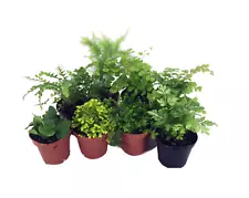 Mini Ferns for Terrariums/Fairy Garden - 8 Different Plants - 2" Pots