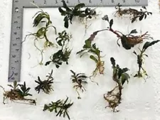 Bucephalandra (buce) 15 + assorted Rhizomes Unlabeled