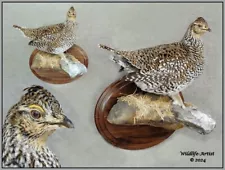 Grouse Taxidermy Mount Bird Pheasant Gamebird Feathers Exotic by Wildlife-Artist