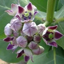 Calotropis gigantea purple - Giant Milkweed, Crown Flower - 5 Seeds