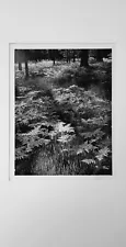 Ansel Adams, Signed Original, Silver Gelatin, Ferns, Valley Floor, Yosemite