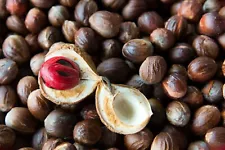 NUTMEG TREE 5 Seeds Myristica Fragrans Pala MACE Fruit Nut Pumpkin Pie Spice