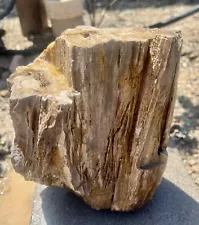 Best Rare Unique Petrified Wood For Sale Online