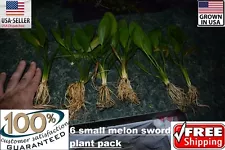 6 Small Melon Sword plants Easy Aquarium aquascaping planted tank low light