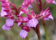 moth orchid for sale