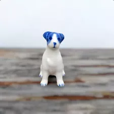 miniature jack russell for sale