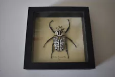 Framed Goliath Beetle (Goliathus Orientalis) - Ethically Preserved Insect Decor