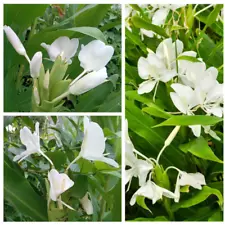 Butterfly Ginger Hedychium Coronarium White Fragrant Live Plant Fresh Rhizomes