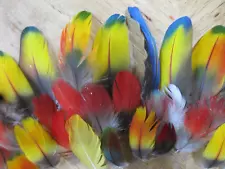 35 Macaw Body Feathers(2-6 Inches)