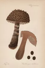 Shaggy Mane (Strobilomyces strobilaceus) Lithograph from 1913 Mushrooms